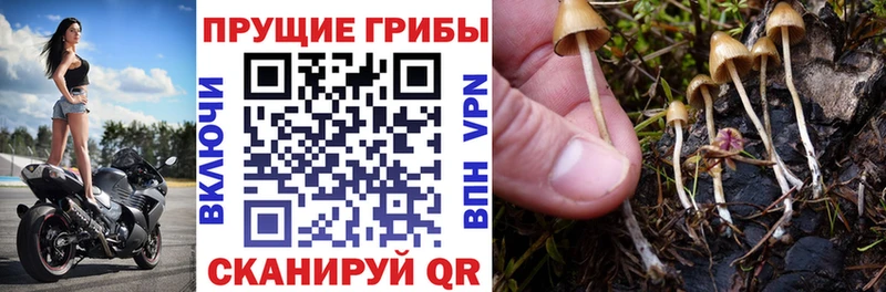 Псилоцибиновые грибы ЛСД  магазин    Жуков 